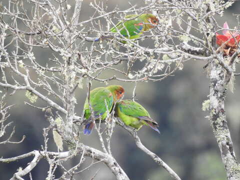 Image of Rusty-faced Parrot