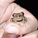 Image of Aubry's tree frog