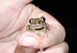 Image of Aubry's tree frog