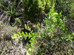 Image of myrtle-leaf milkwort
