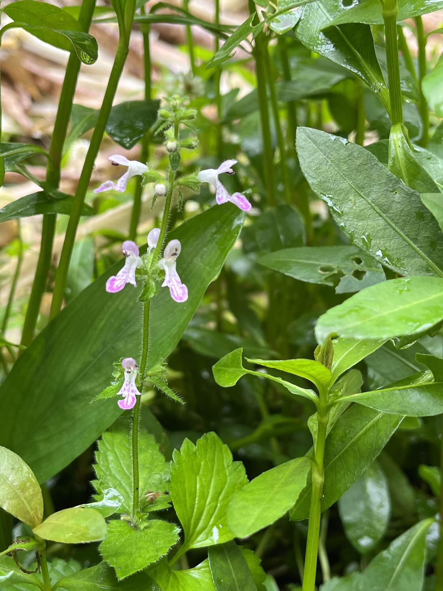 Stachys geobombycis C. Y. Wu resmi