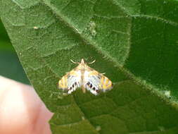 Слика од Nymphicula blandialis Walker 1859