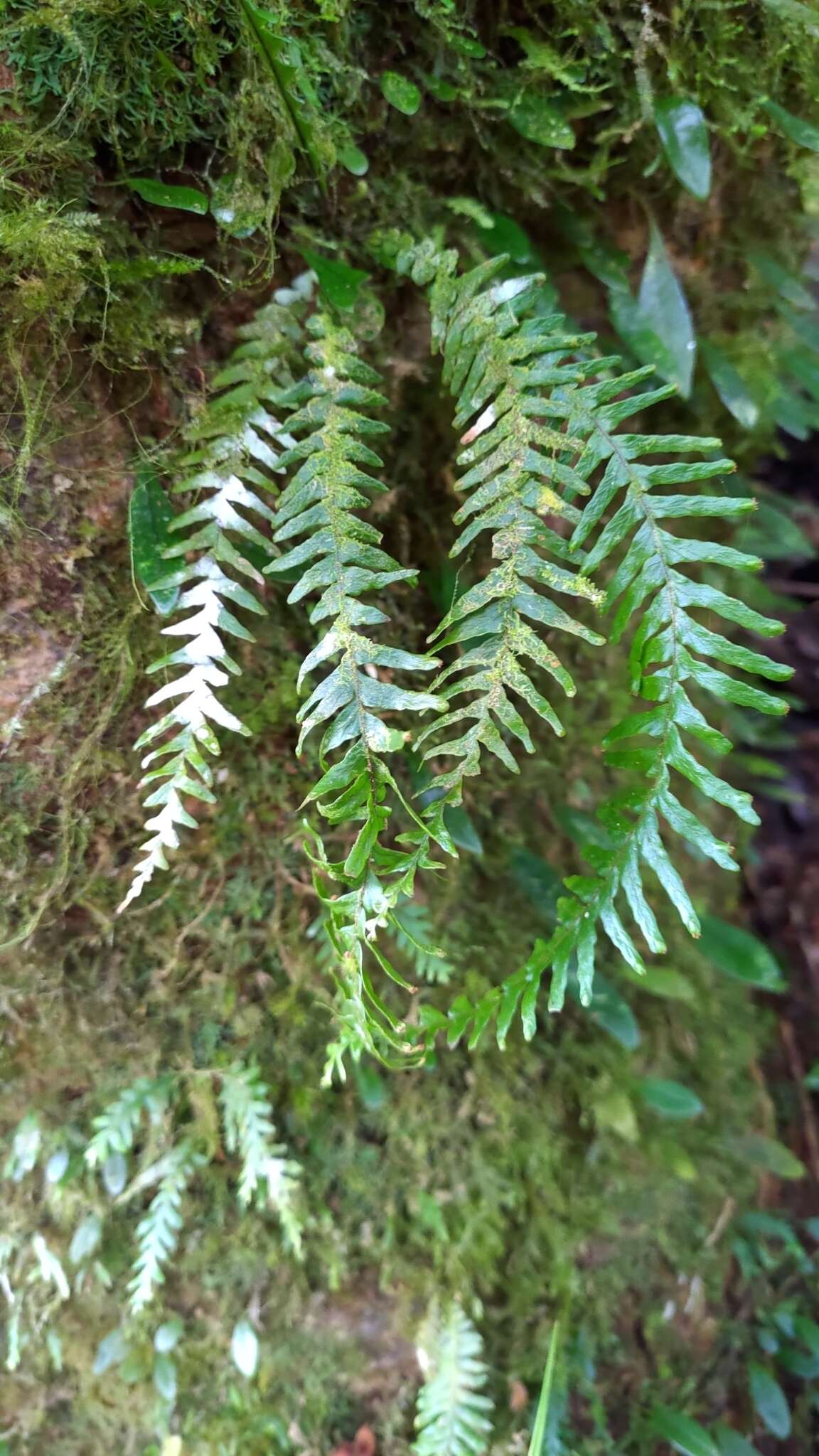 Image of Prosaptia obliquata (Bl.) Mett.