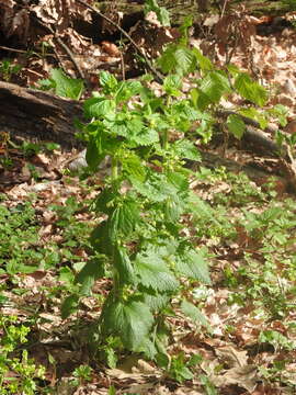 Image de Scrophularia vernalis L.