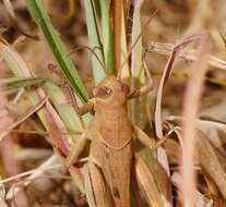 Austracris basalis (Walker & F. 1870) resmi