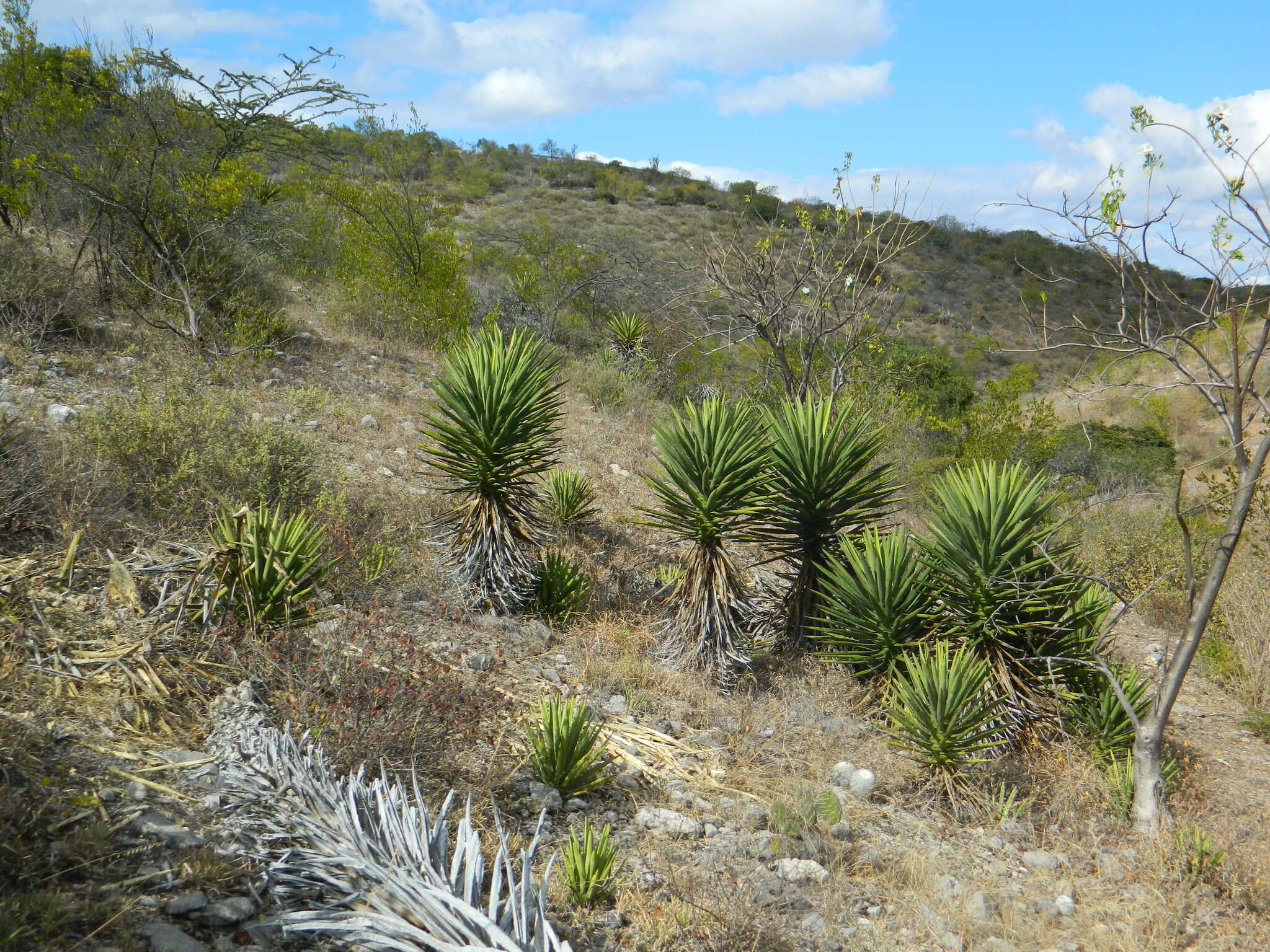 Image of Agave karwinskii Zucc.