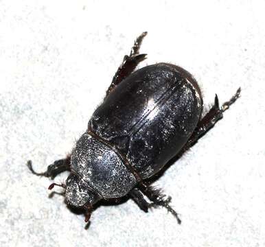 Image of Dung beetle