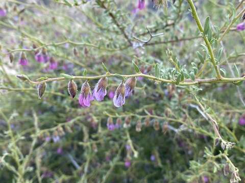 Image of Hermannia trifurca L.