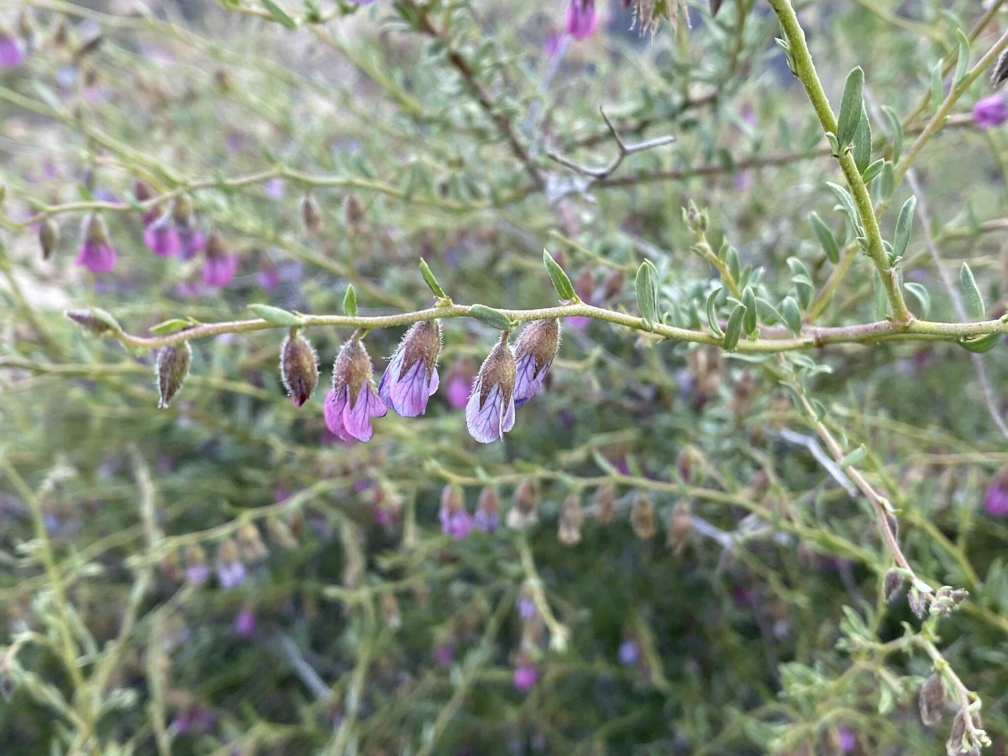 Image de Hermannia trifurca L.