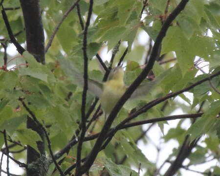 Слика од Vireo philadelphicus (Cassin 1851)