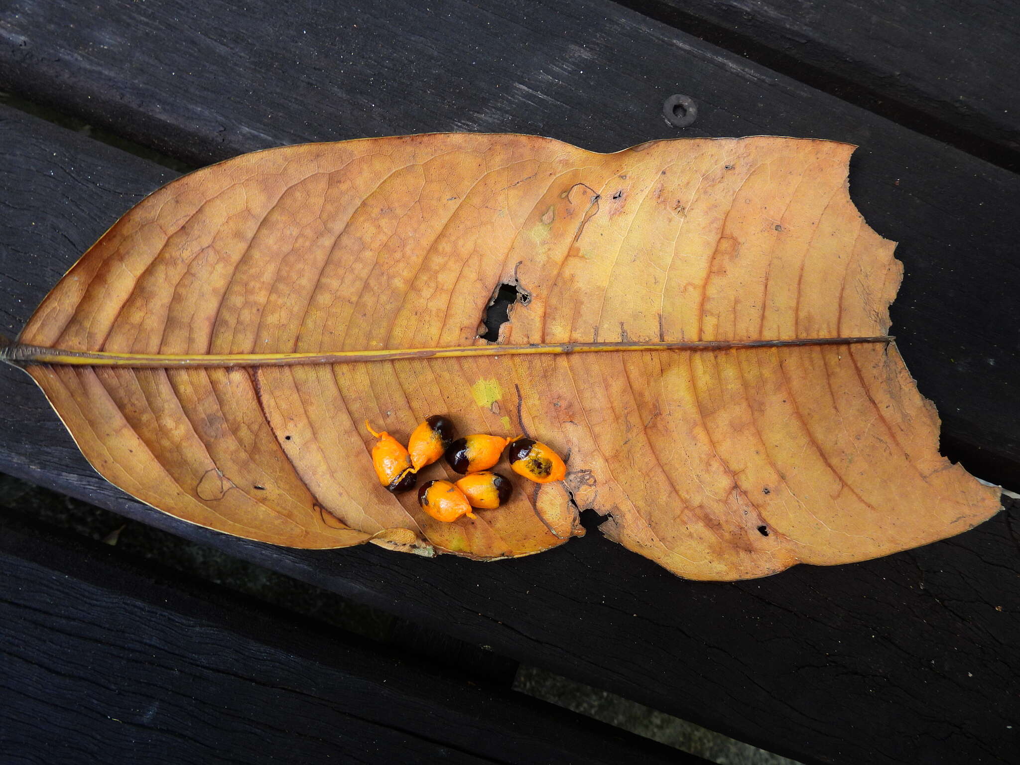 Image of Mischocarpus grandissimus (F. Müll.) Rad Ik.