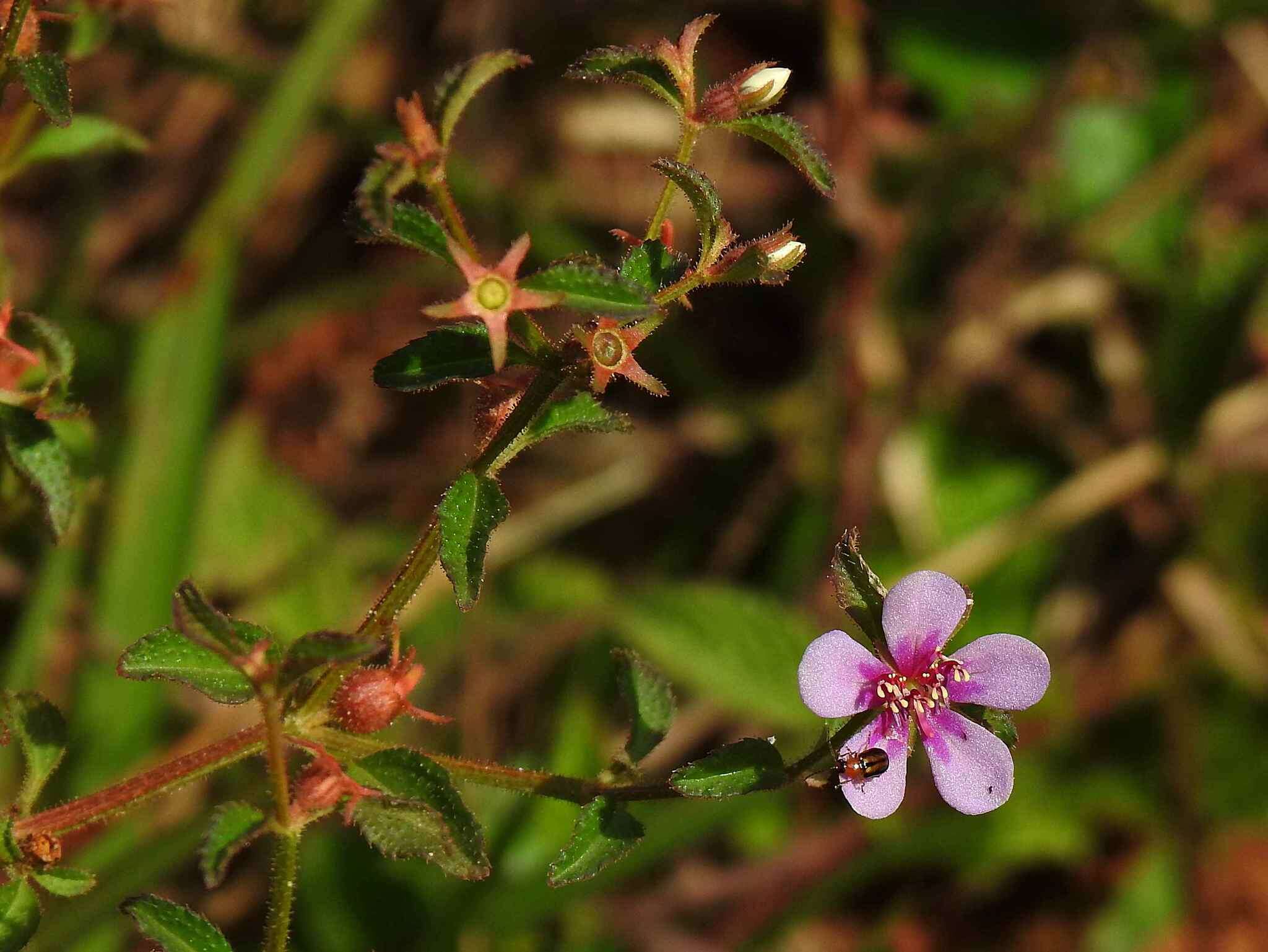 Imagem de Acisanthera uniflora (Vahl) Gleason