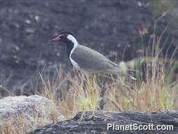 Image of Red-wattled Lapwing