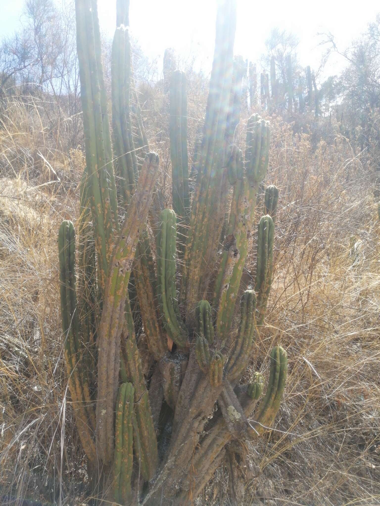 Image of Bolivian Torch Cactus