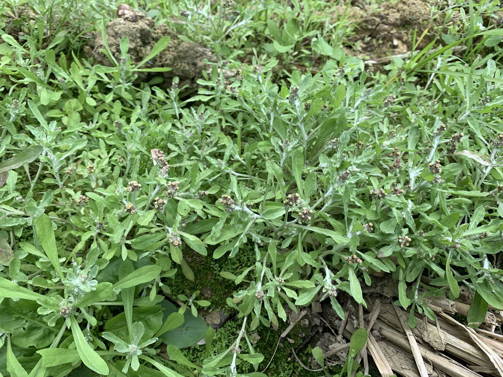 Image of many stem cudweed