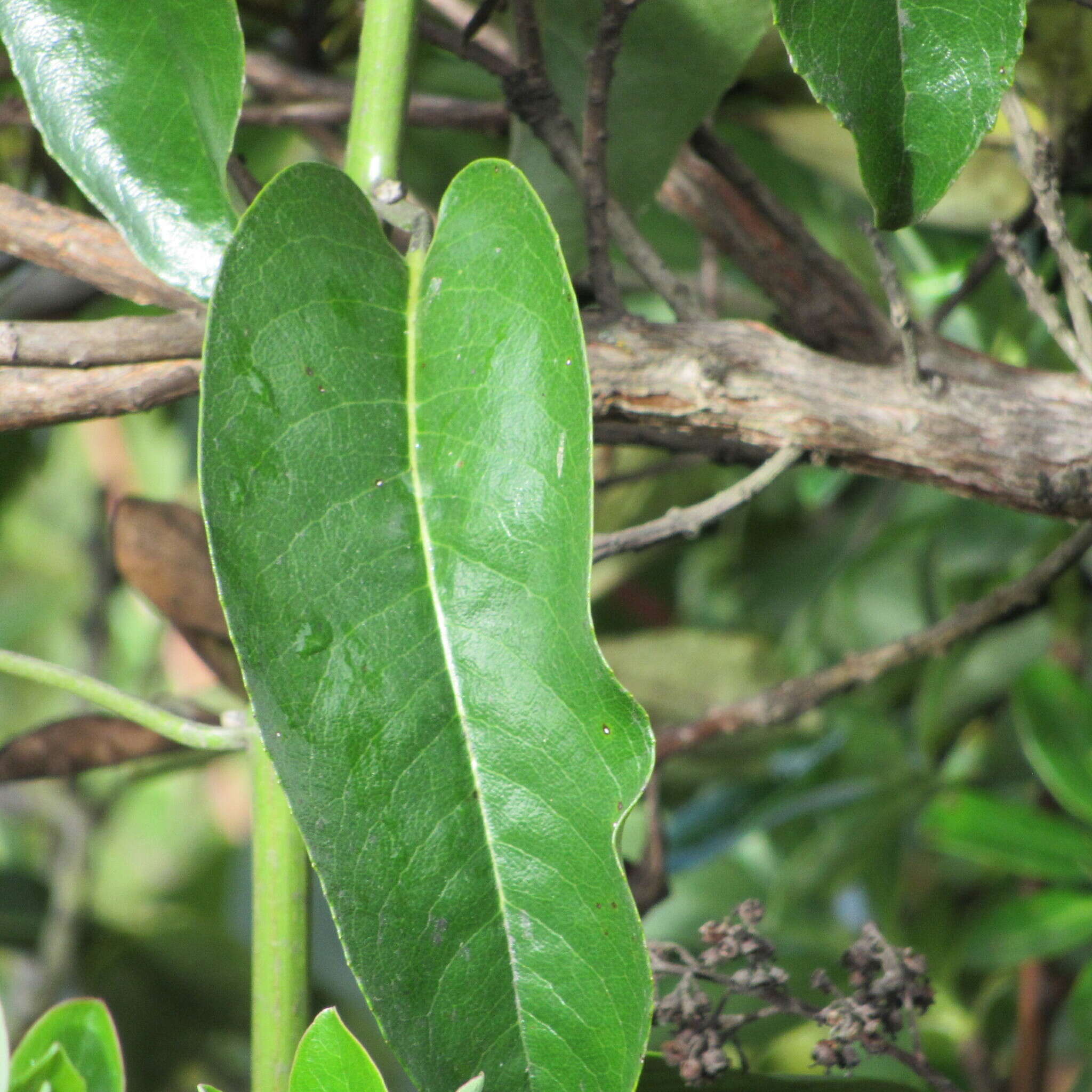 Image of Dendrophorbium americanum (L. fil.) C. Jeffrey