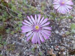 Image of Lampranthus peacockiae (L. Bol.) L. Bol.