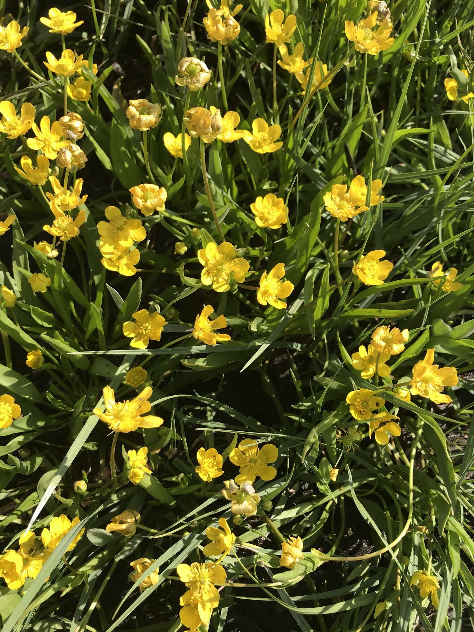 Image of plantainleaf buttercup