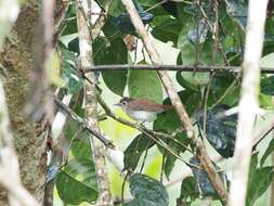 Image of Sooty-capped Babbler