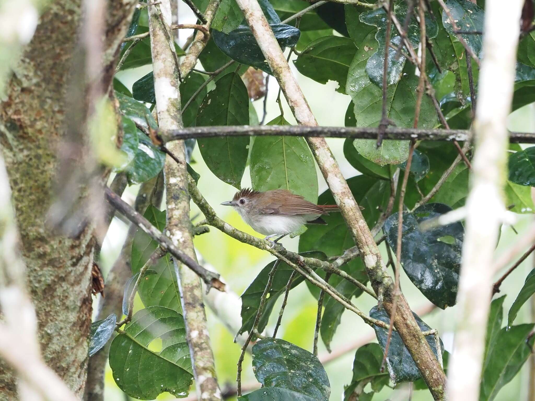 Image of Sooty-capped Babbler