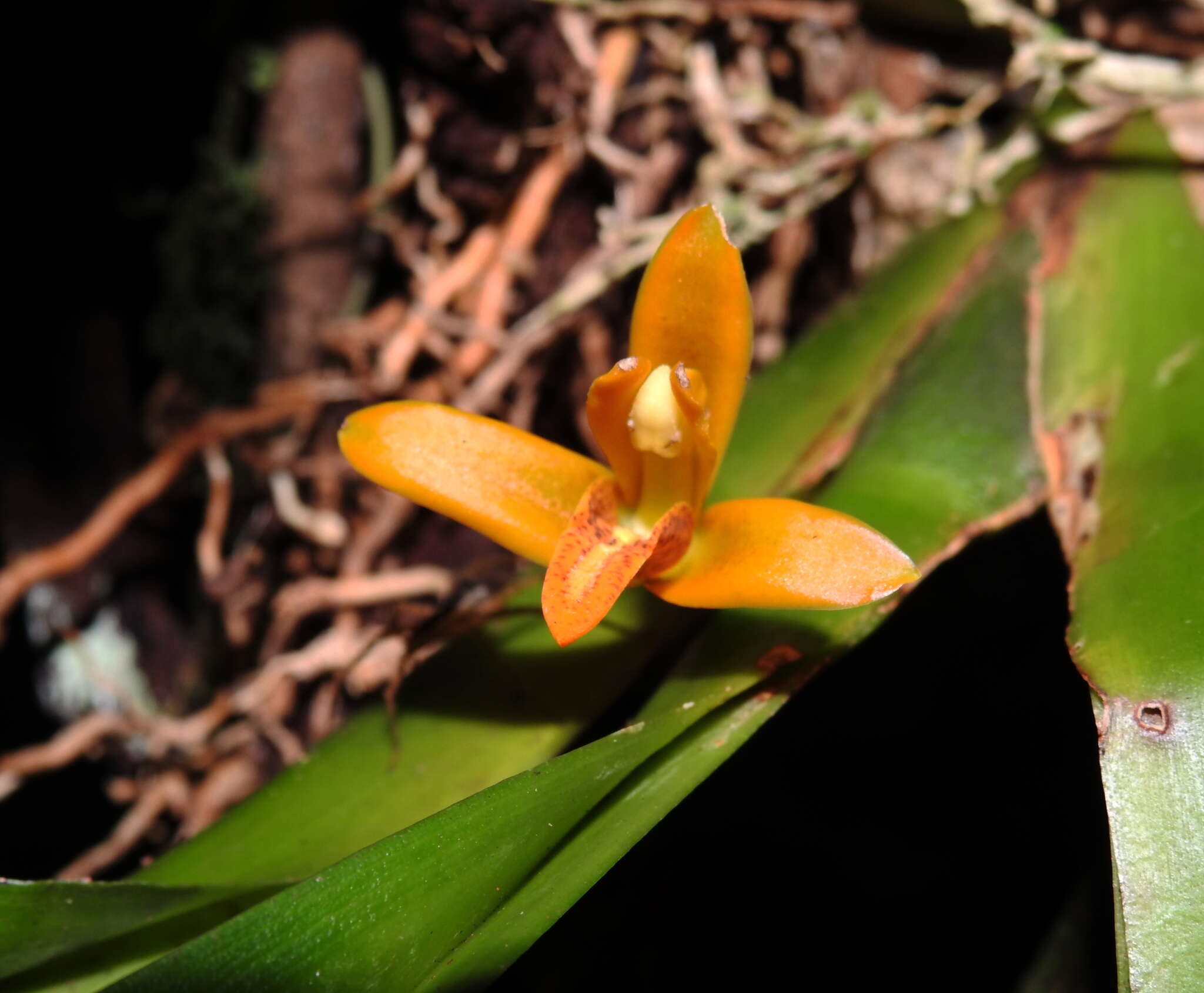 Image of Maxillaria villosa (Barb. Rodr.) Cogn.