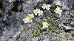 Image of Arabis stellulata Bertol.