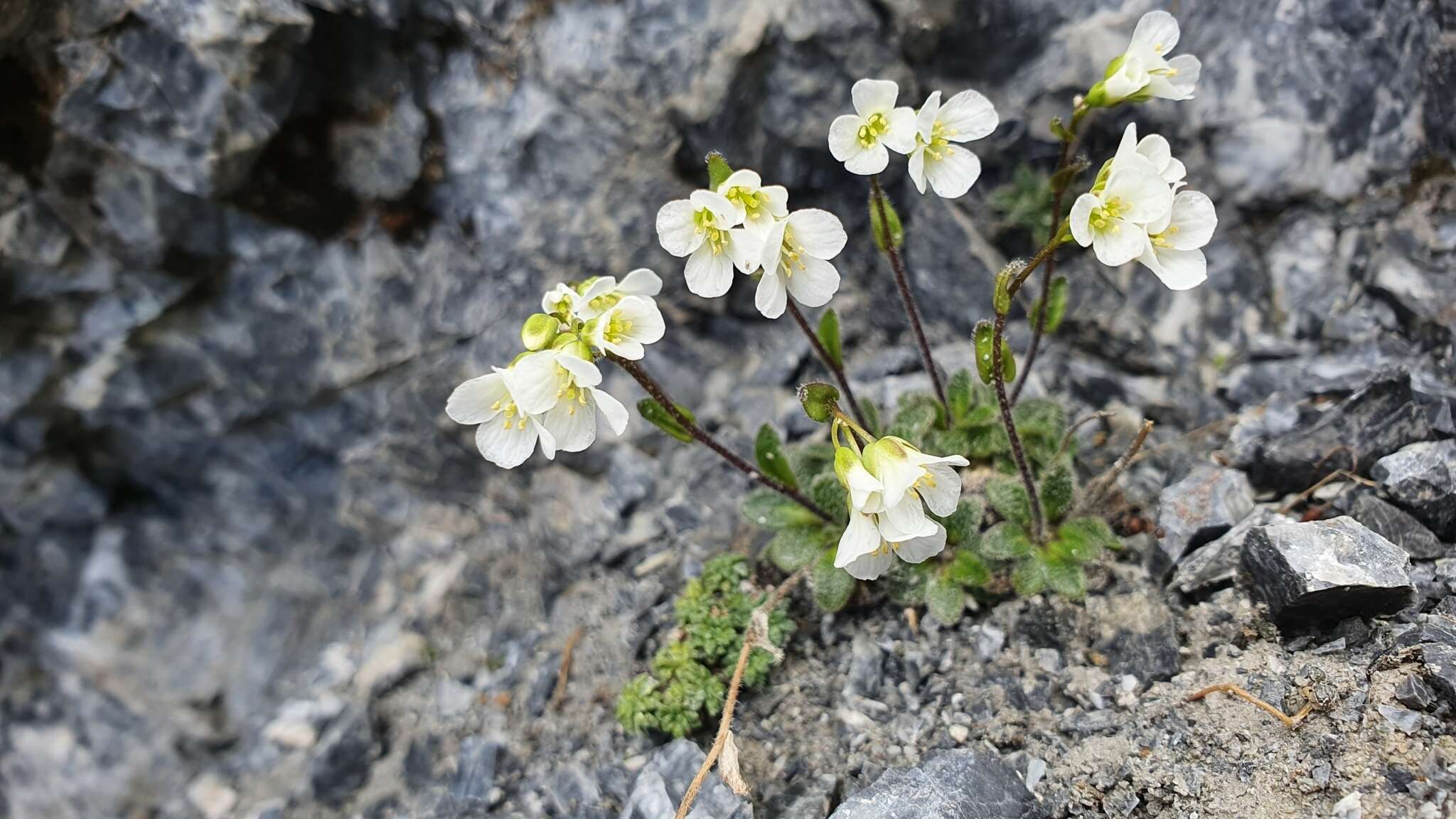 Sivun Arabis stellulata Bertol. kuva