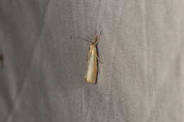 صورة Agriphila straminella