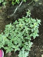 Image of Lamium galeobdolon subsp. flavidum (F. Herm.) Á. Löve & D. Löve