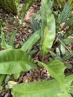 Image de Anthurium raimundii Mayo, Haigh & Nadruz