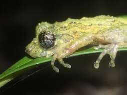 Image de Ololygon muriciensis (Cruz, Nunes & Lima 2011)