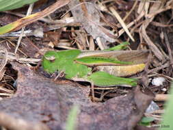 Image of Green-striped Grasshopper