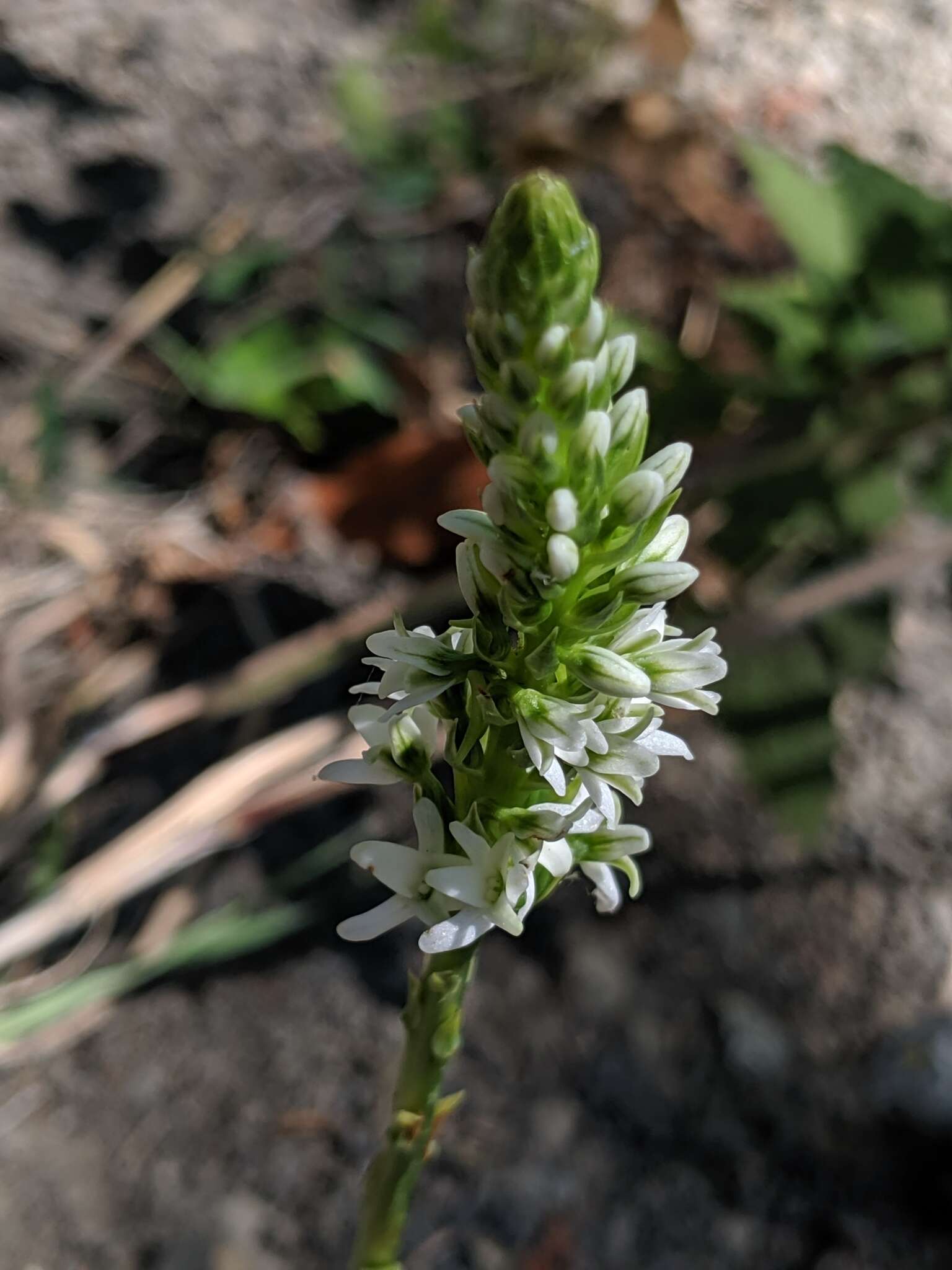 Image de Platanthera elegans subsp. elegans