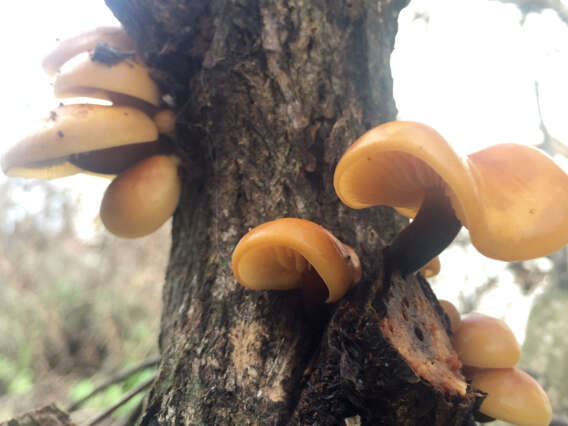 Plancia ëd Flammulina velutipes (Curtis) Singer 1951