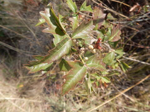 Image of eastern poison ivy