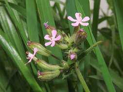 Imagem de Silene fuscata Brot.