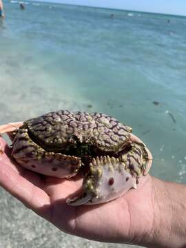 Image of flame box crab