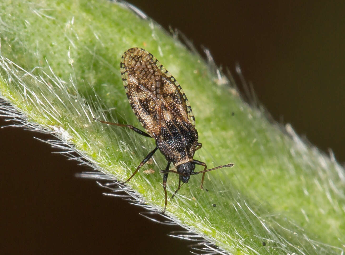 Image of Lace bug