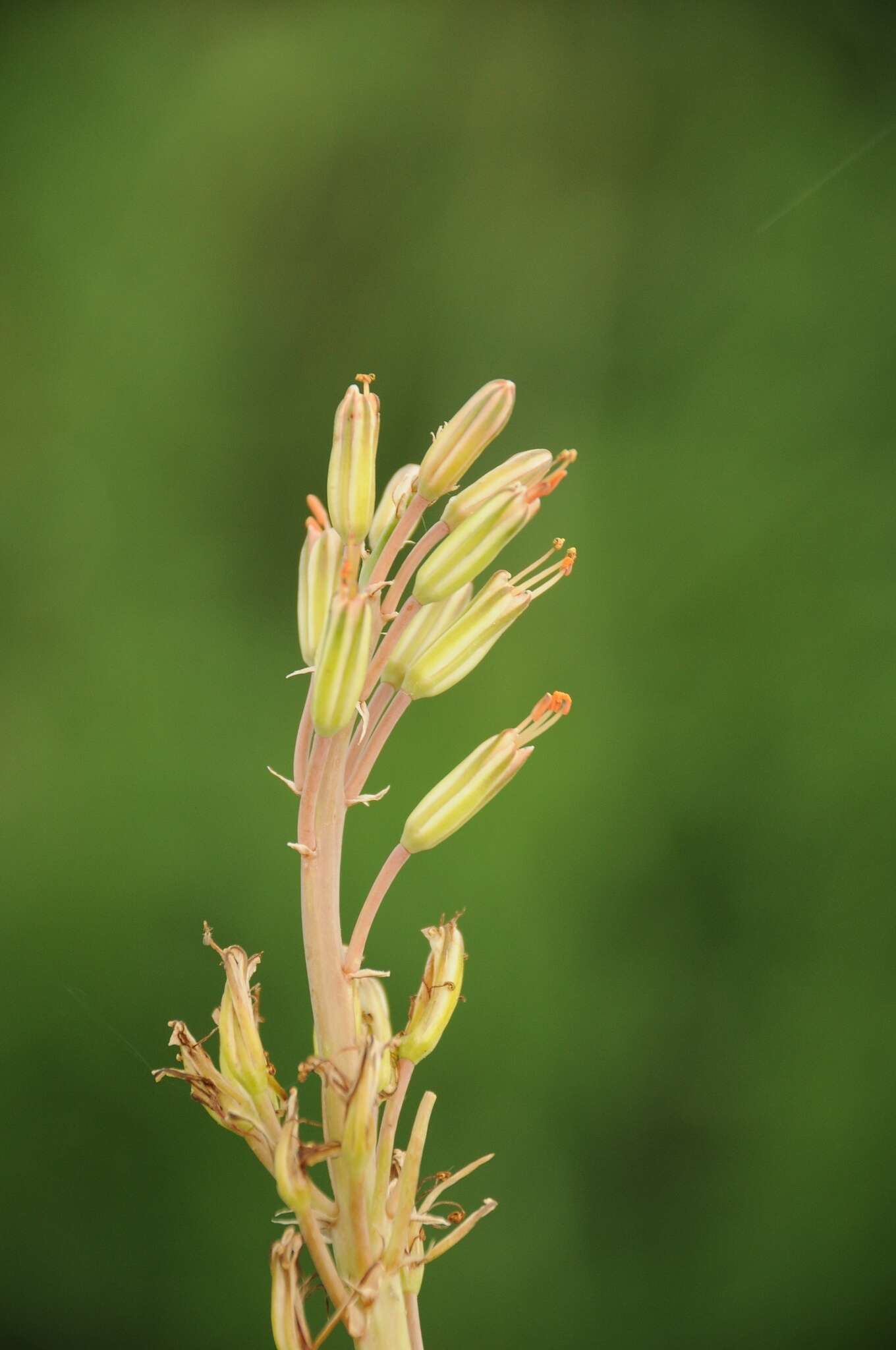 Sivun Eremurus inderiensis (M. Bieb.) Regel kuva