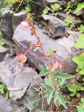 Image of Begonia angustiloba A. DC.