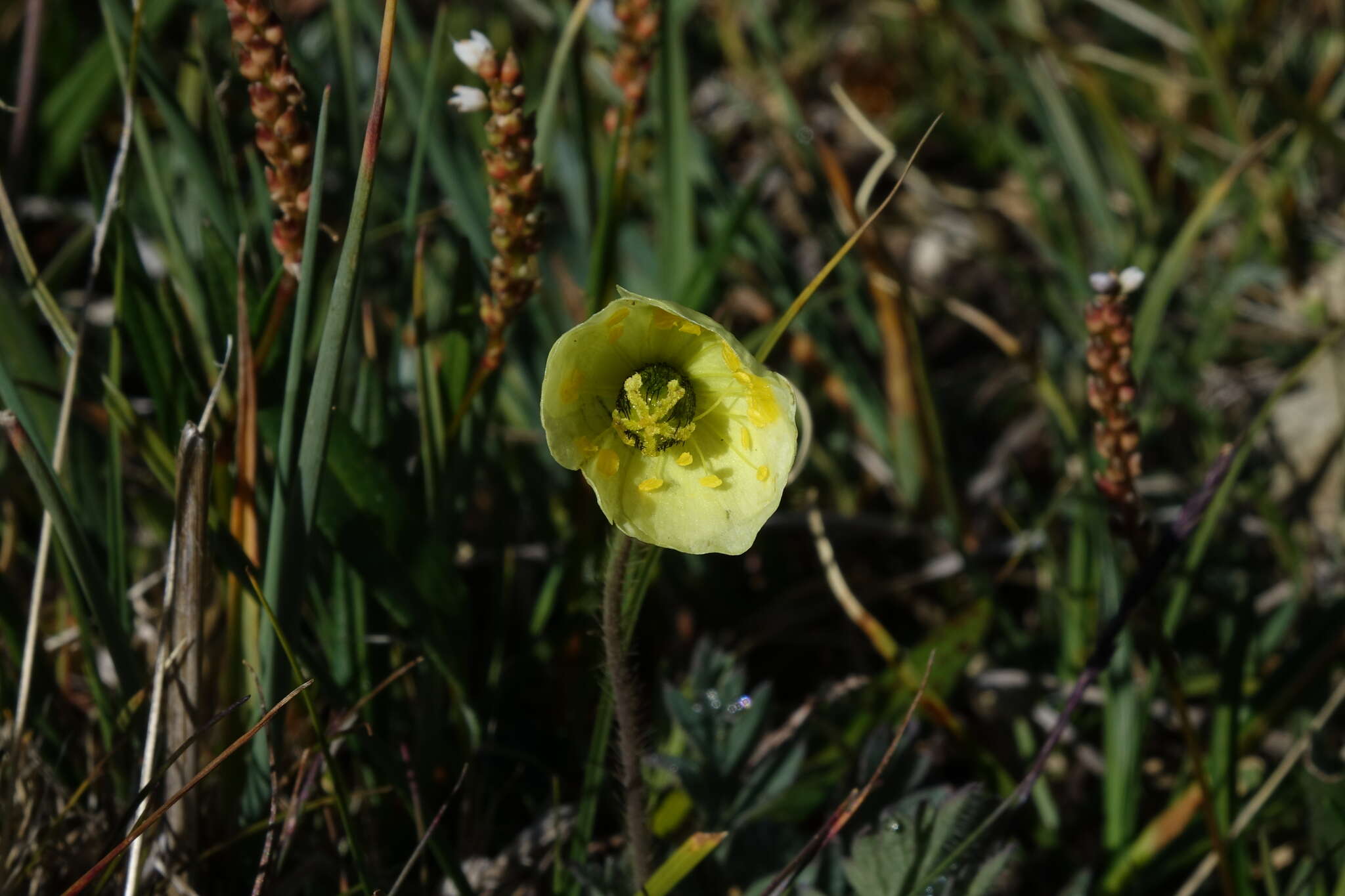 Image of Papaver radicatum subsp. kluanense