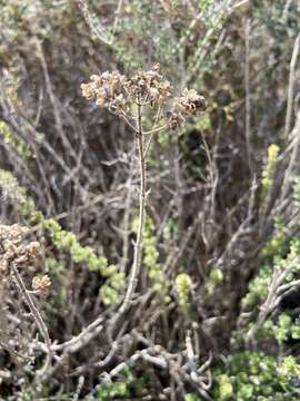 Слика од Origanum onites L.