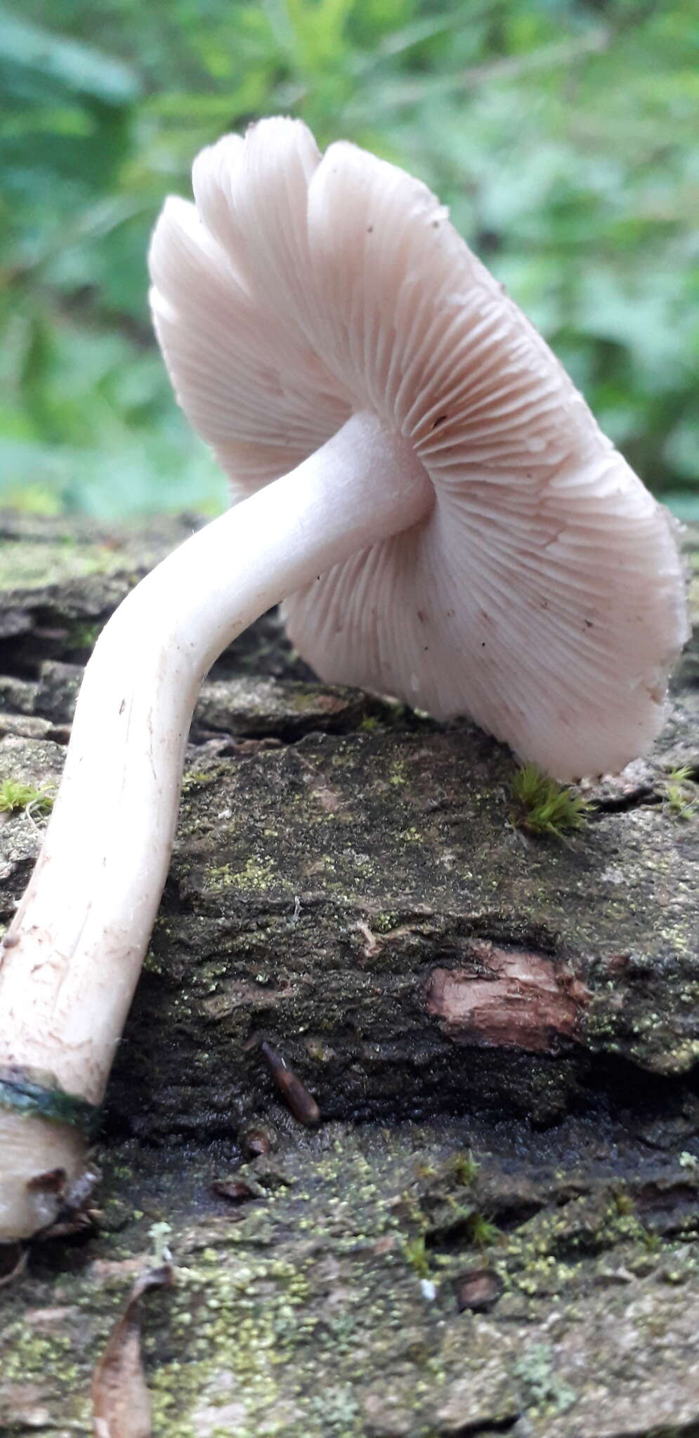 Слика од Coprinopsis melanthina (Fr.) Örstadius & E. Larss. 2015