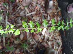 Image of Dwarf Holly