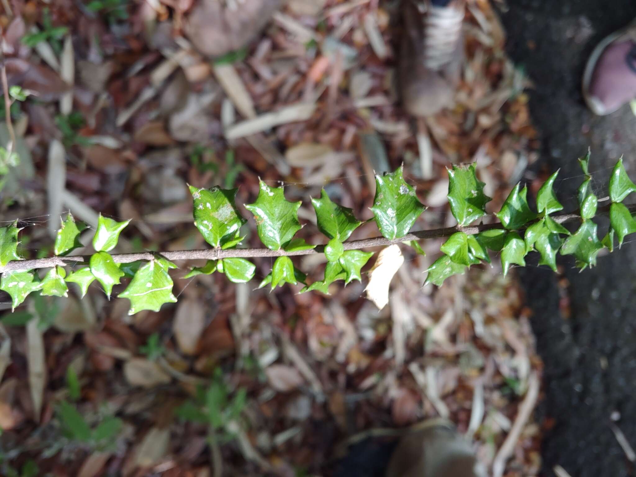 Image of Dwarf Holly