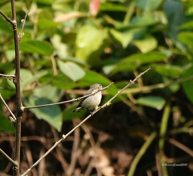 Image of Plain Flowerpecker