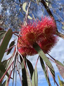 Слика од Eucalyptus caesia Benth.