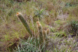 Stephanocereus luetzelburgii (Vaupel) N. P. Taylor & Eggli的圖片