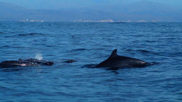 Image of Bridled Dolphin