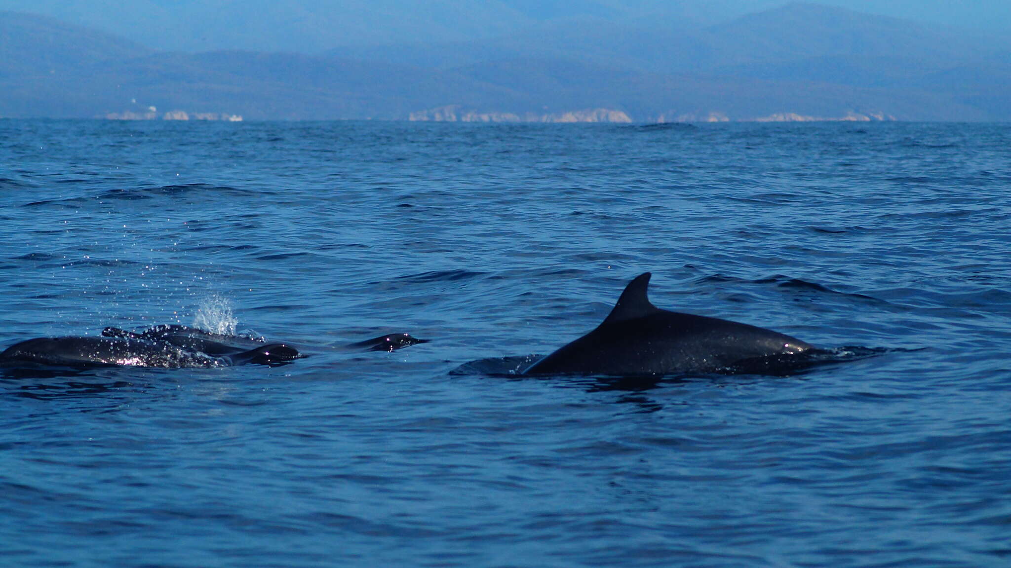 Image de Dauphin tacheté Pantropical